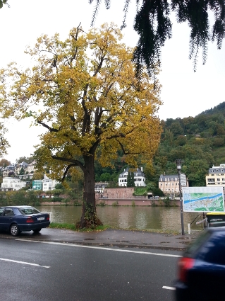 Heidelberger Herbst, gesichtet von den Neckarstaden - zwischen Altstadt und Bismarckplatz.